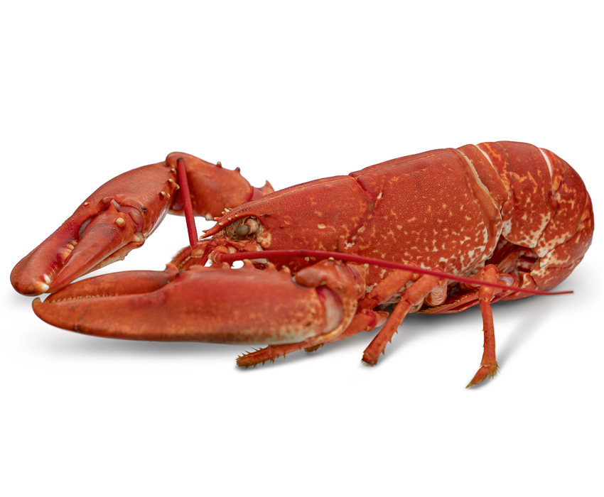 Lobster
